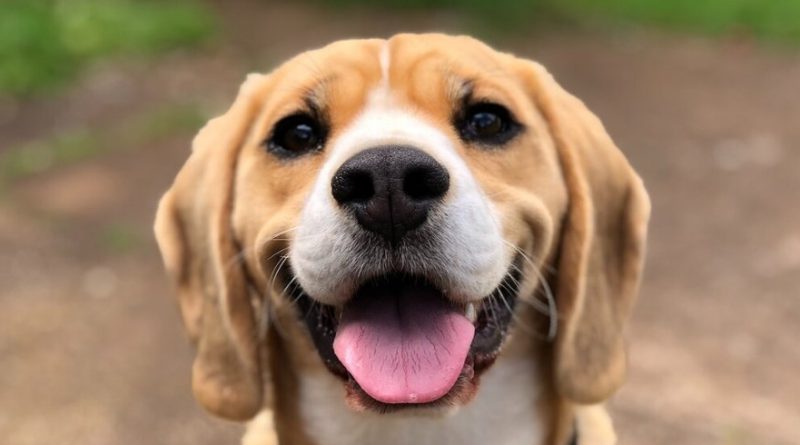 Hondenbelastingcontrole in Sittard-Geleen start volgende maand
