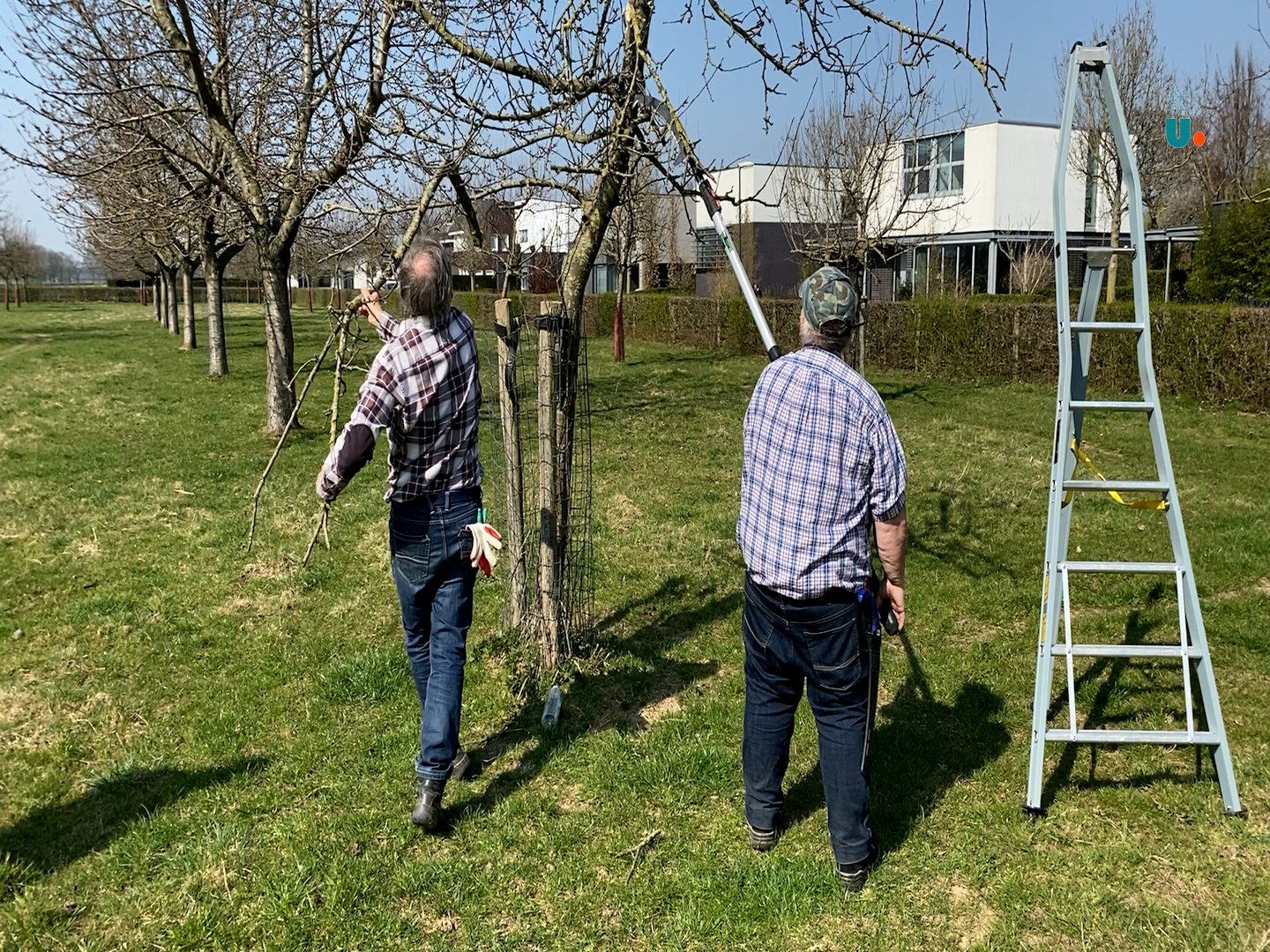 VIDEO: Plök snoeit al vijf jaar fruitbomen in Sittard-Geleen