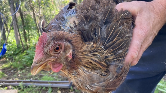 Inspectiedienst haalt meer dan 70 verwaarloosde kippen weg